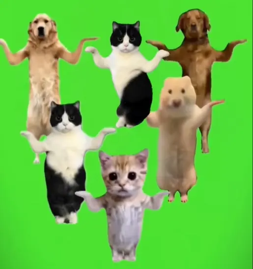 猫ダンス