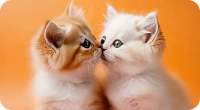ペットがキスする動画